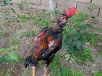 Chickens — عکس 2