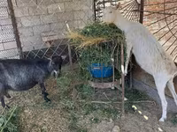 Koza, Kozy — foto 2