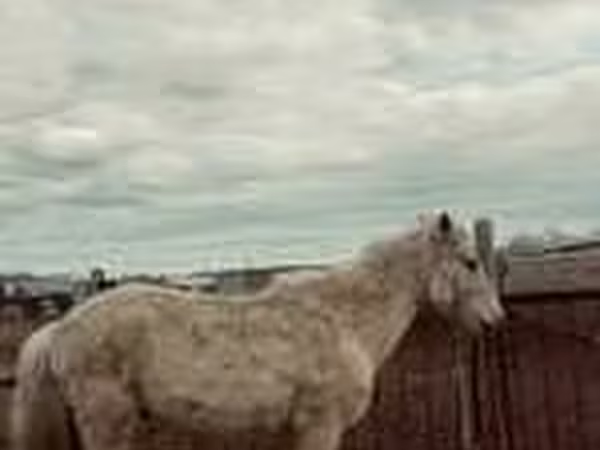 Cavalla, Horse breed