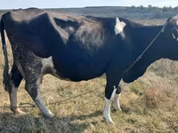 گاو ماده, Russian Black pied cattle — عکس 2