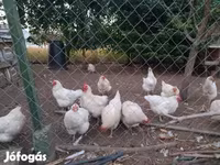 Chickens — รูปภาพ 2