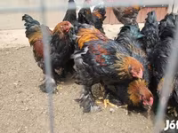 Brahma — foto 4