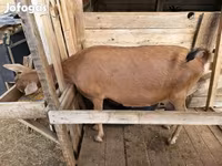 Koza, Alpine goat — foto 3