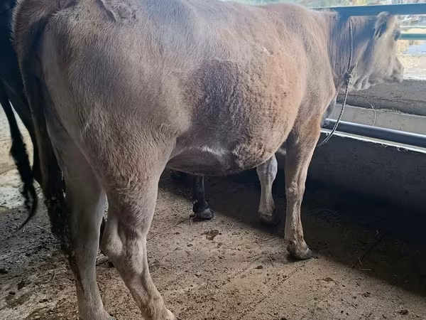 Крава, Swiss cattle