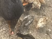 Chickens — عکس 1