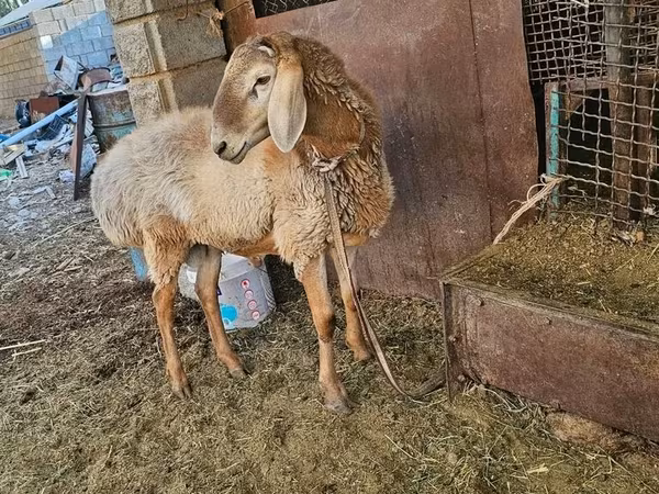 แกะตัวผู้, Arashan sheep