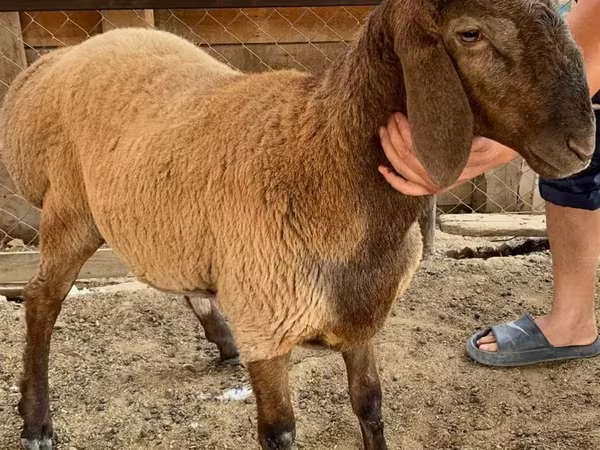 Koyunlar (parti, cinsiyet belirtilmedi), Blackheaded Persian sheep
