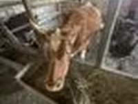 گاو نر, Latvian Blue cattle — عکس 8