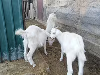 بز ماده, بز — عکس 3