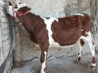 Bik, Simmental cattle — fotografija 3