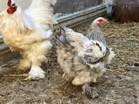 براهما — عکس 3