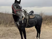Aygır, Atlar — foto 6