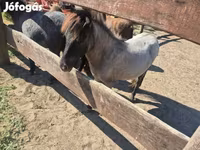 Klisna, Shetland Pony — foto 5