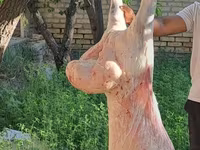 قوچ, گوسفند — عکس 2