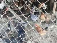 Chickens — عکس 2