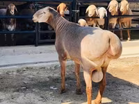 قوچ, گوسفند — عکس 6