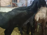 แกะตัวผู้, Hissar sheep — รูปภาพ 4