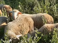 Vædder, Merino sheep — foto 6