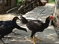 Chickens — foto 5