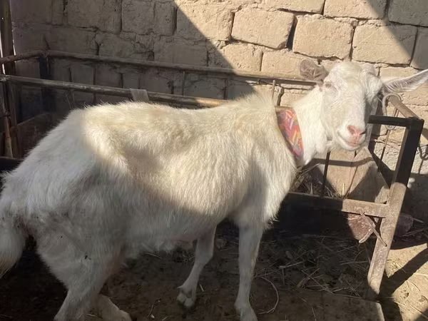 பெண் வெள்ளாடு, Saanen goat