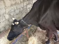 گاو ماده, نژاد قرمز-خالدار — عکس 4