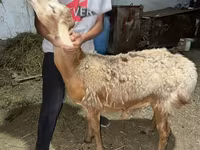 แกะตัวผู้, Arashan sheep — รูปภาพ 6