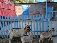 بز ماده, بز — عکس 1