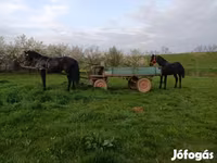 Cal, Nonius horse — foto 4