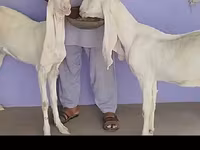 Κατσίκα, Gulabi goats — φωτογραφία 4