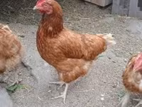 Dänische Henne — Foto 5