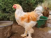 Brahma — zdjęcie 4