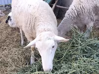 Kambing jantan, Romanov sheep — foto 2