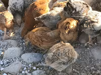 Chickens — รูปภาพ 2