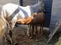 კვიცი, Horse breed — ფოტო 1