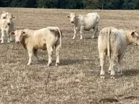 Lembu jantan, Charolais cattle — foto 6
