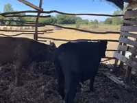 Bulle, Simmental cattle — Foto 8