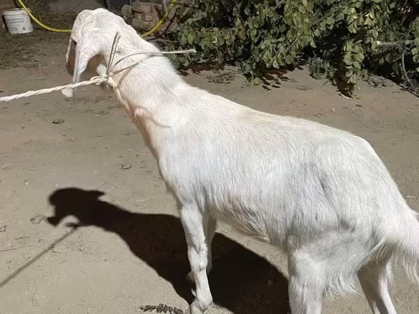 Kozel, Saanen goat
