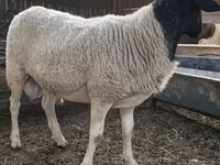 Koç, Dorper sheep — foto 5