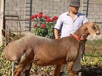 Beran, Arashan sheep — foto 4