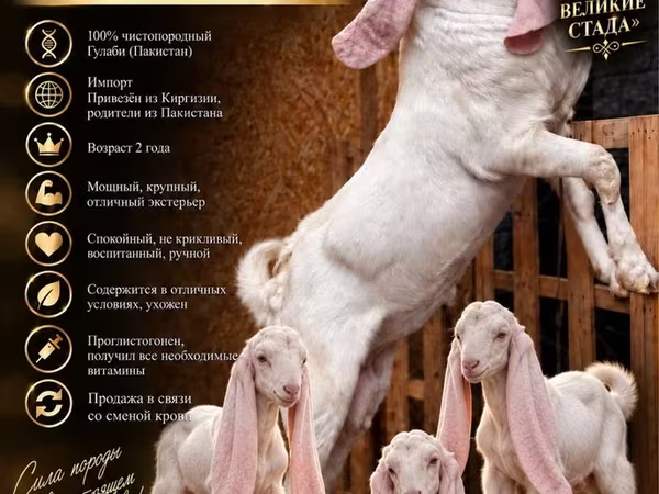 แพะตัวผู้, Gulabi goats
