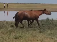 Cavalla, Kazakh horse — foto 2