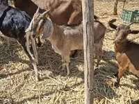 Коза, Nubian Goat — фото 2