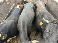 Bulle, Russian Black pied cattle — Foto 4