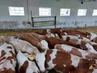 Toro, Simmental cattle — foto 7