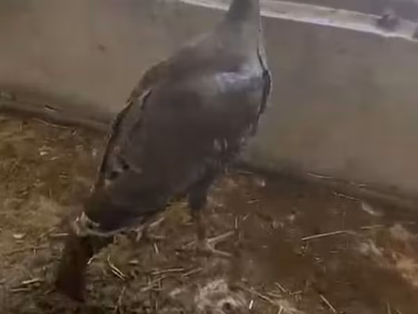 Turkeys