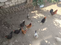 Chickens — foto 5