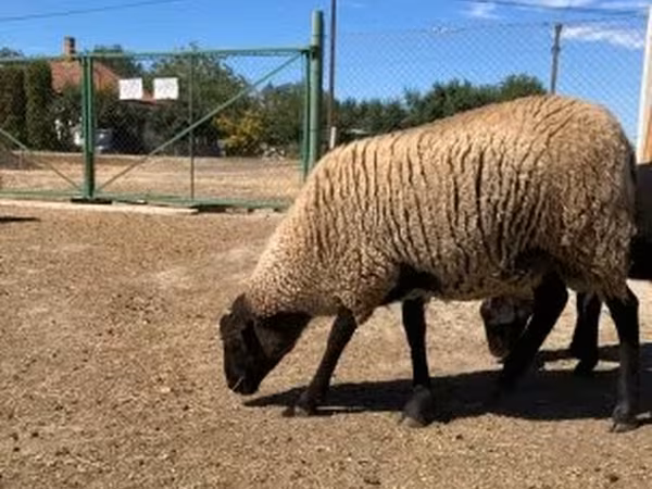 Widder, Suffolk sheep