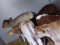 گاو نر, Simmental cattle — عکس 7