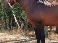اسب نر, اسب — عکس 7