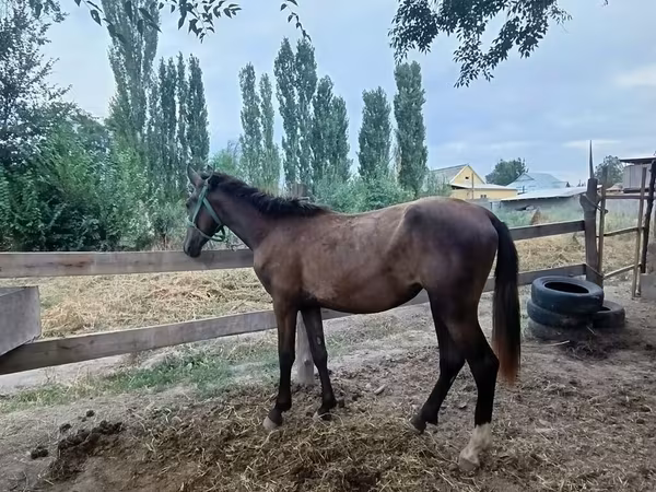 Mare, French Trotter